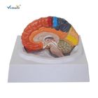 Medical Science Human Brain Anatomy Model 3D Human Anatomical Teaching Model